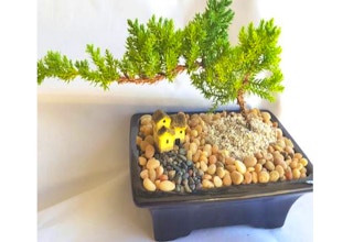 Plant Nite: Juniper Bonsai Tree for Beginners Ages 13+